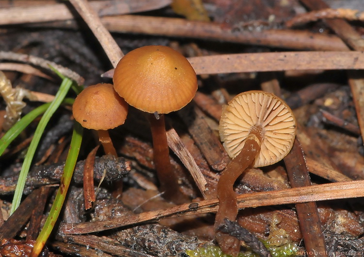 Galerina dalle colline del Chianti